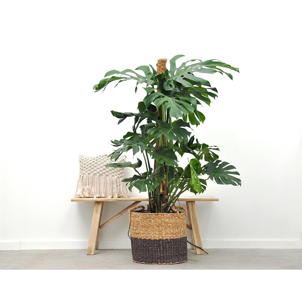 Monstera Pertusum cu suport - 150 cm