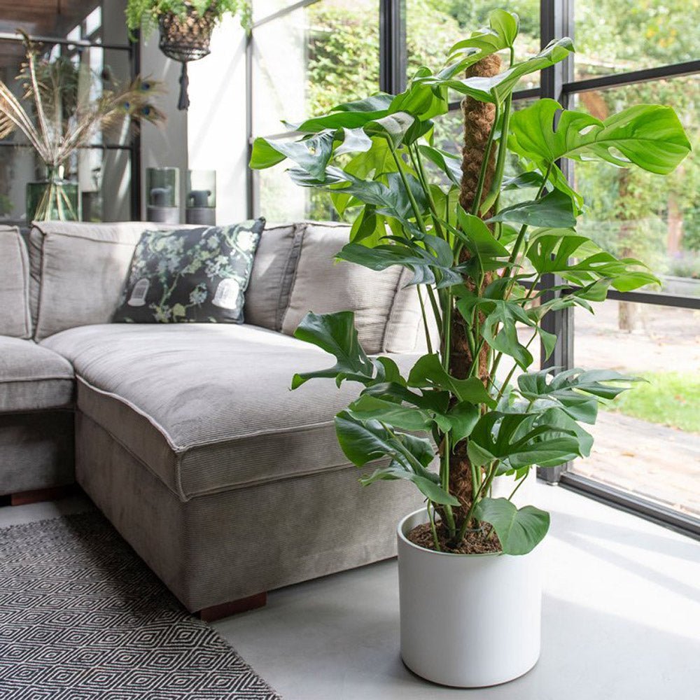 Monstera Pertusum cu suport - 150 cm