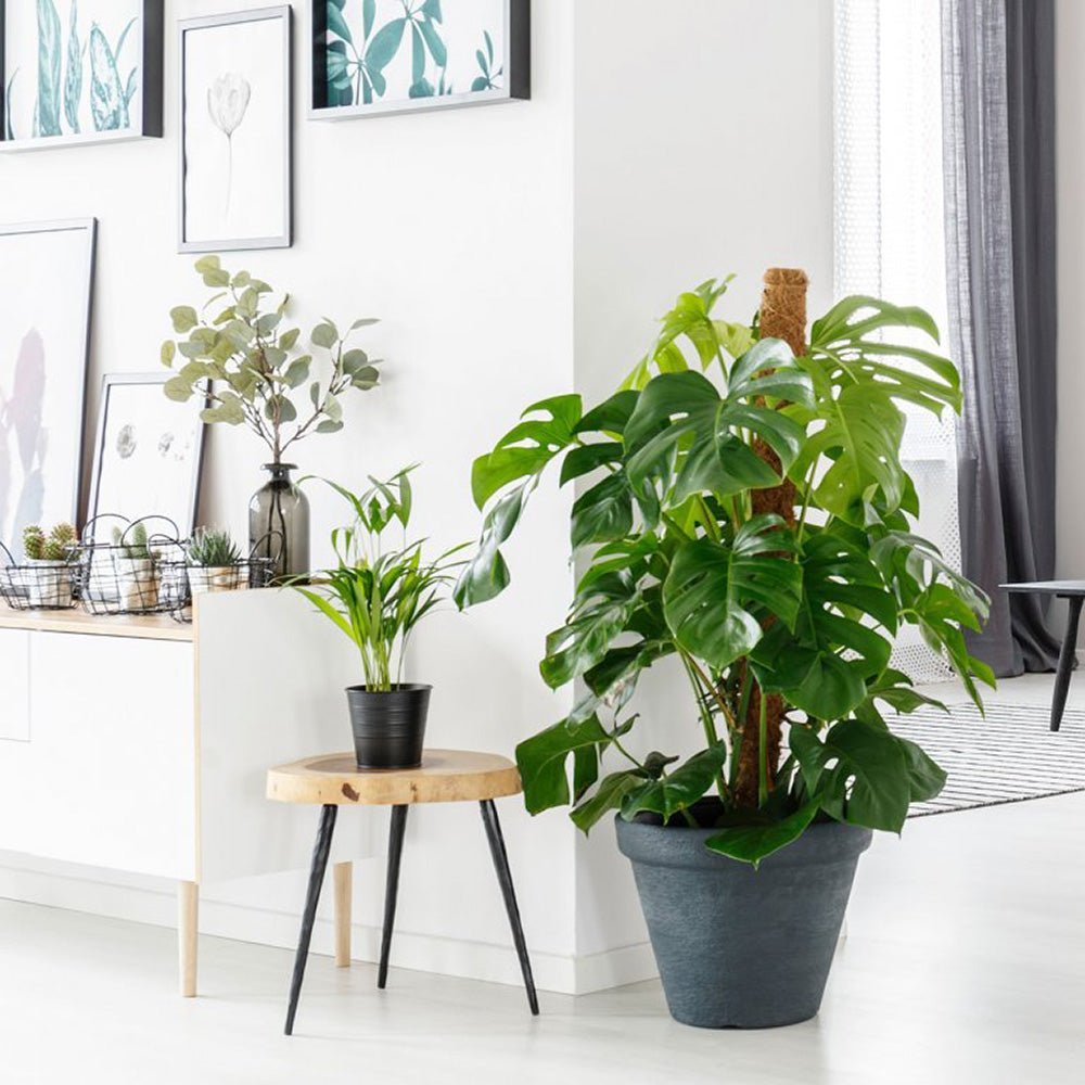 Monstera Pertusum cu suport - 150 cm