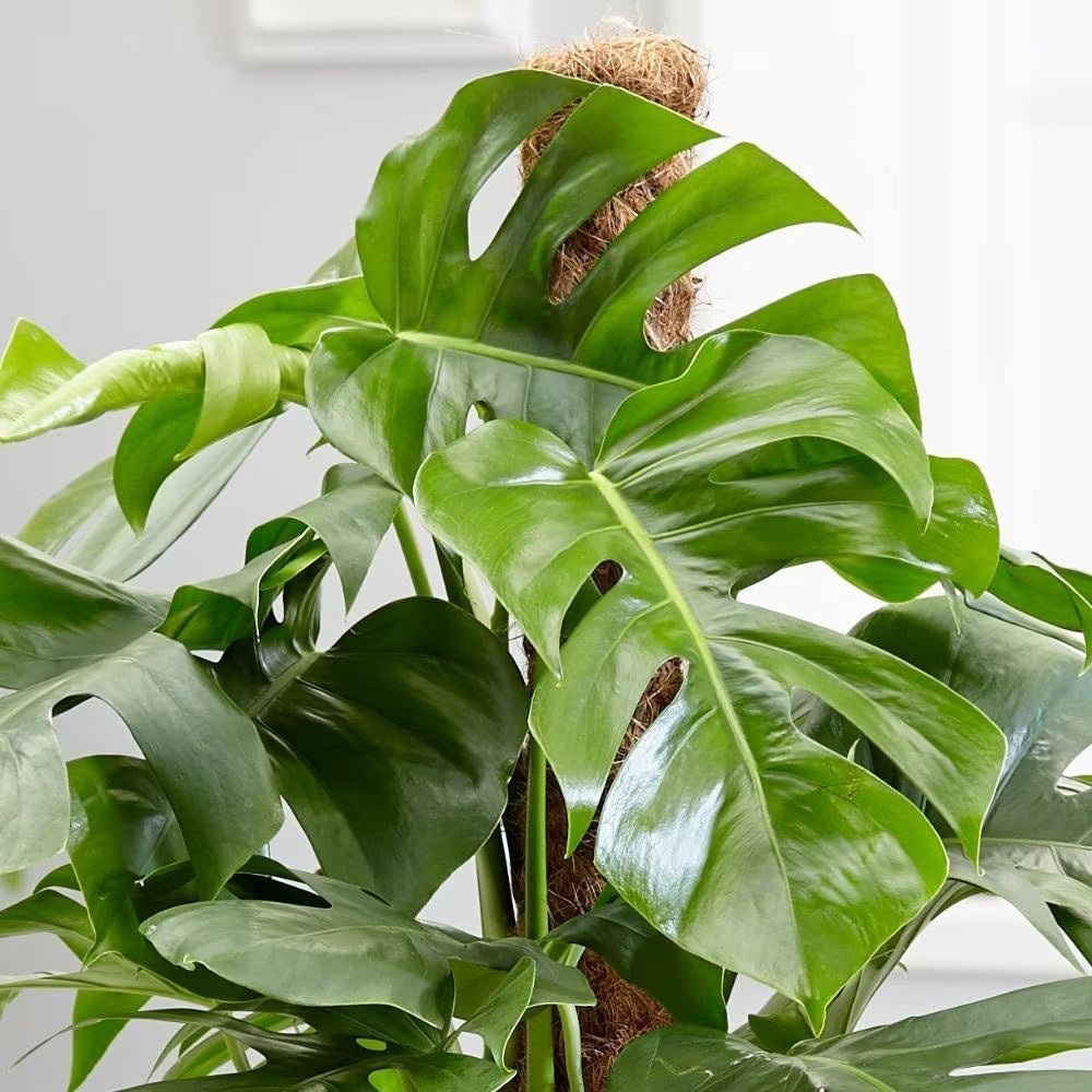 Monstera Pertusum cu suport - 150 cm