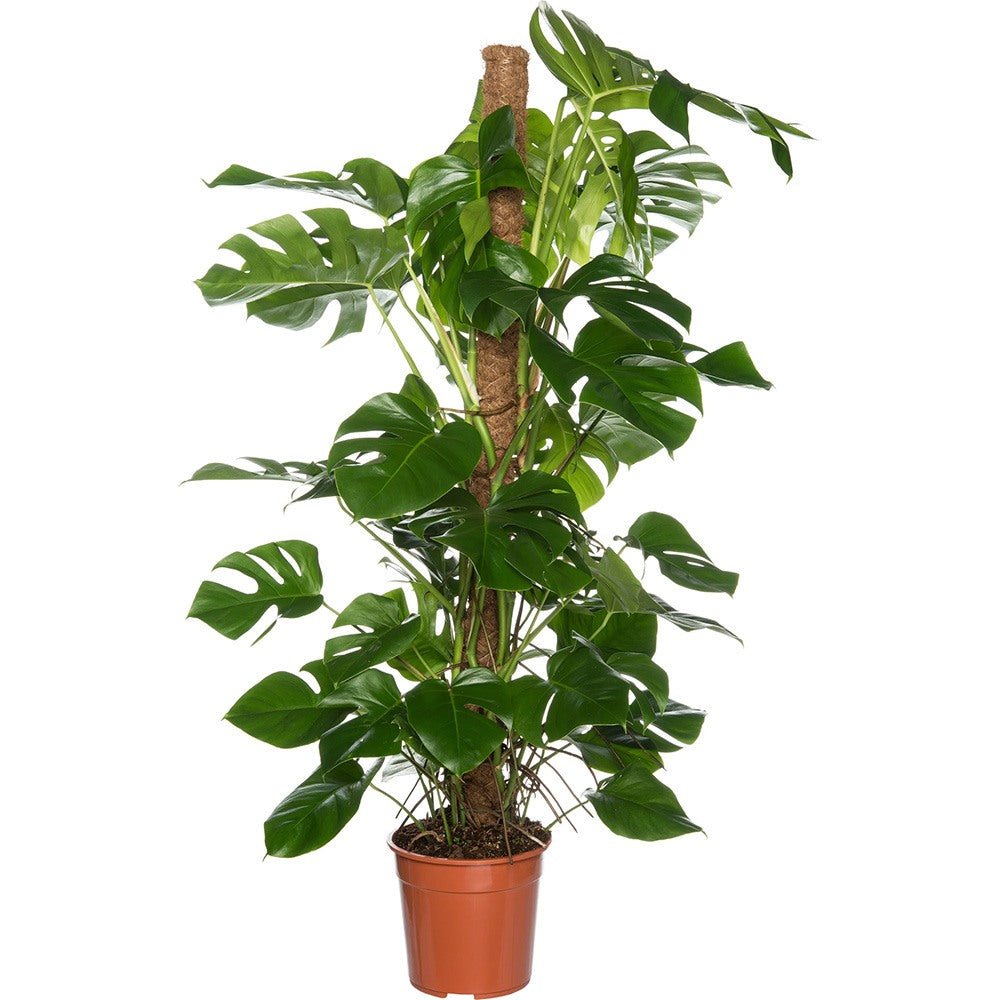 Monstera Pertusum cu suport - 150 cm