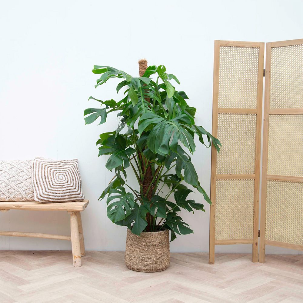Monstera Pertusum cu suport - 150 cm