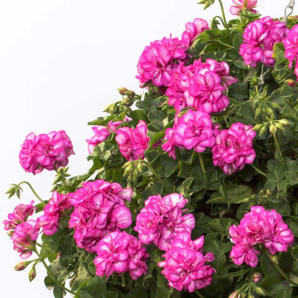 Muscata Curgatoare Amy