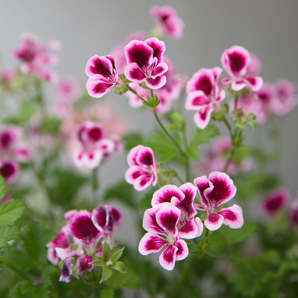 Muscata Angeleyes Bicolor - Alb-Violet