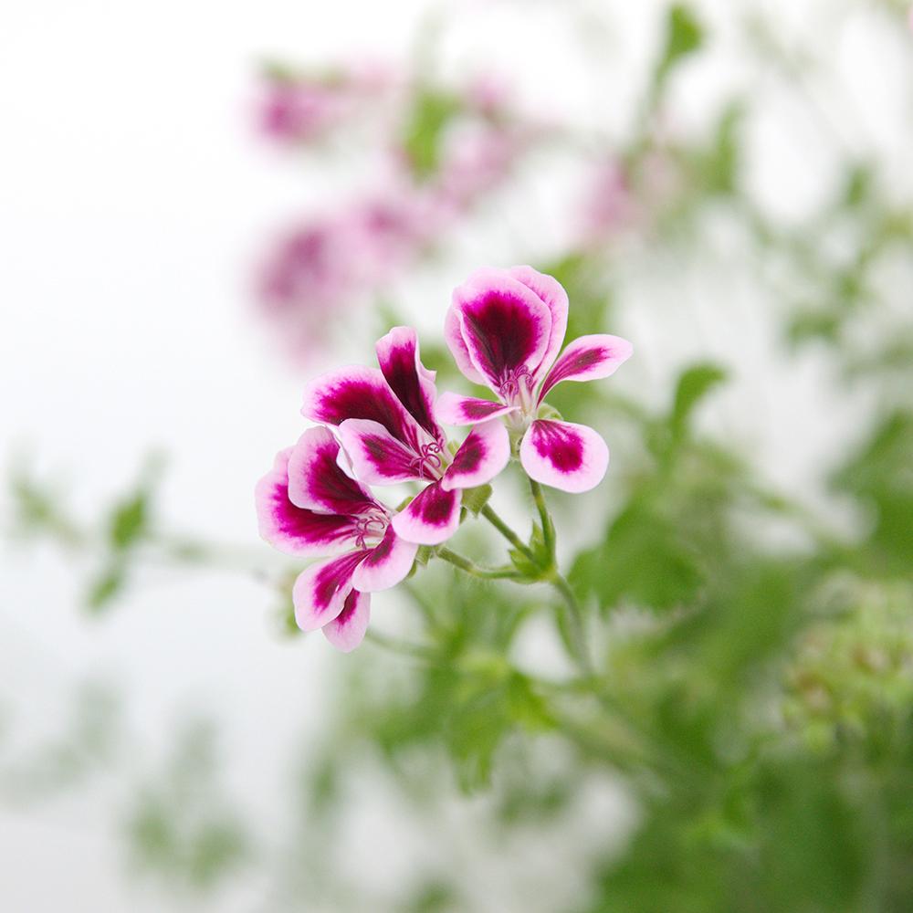 Muscata Angeleyes Bicolor - Alb-Violet