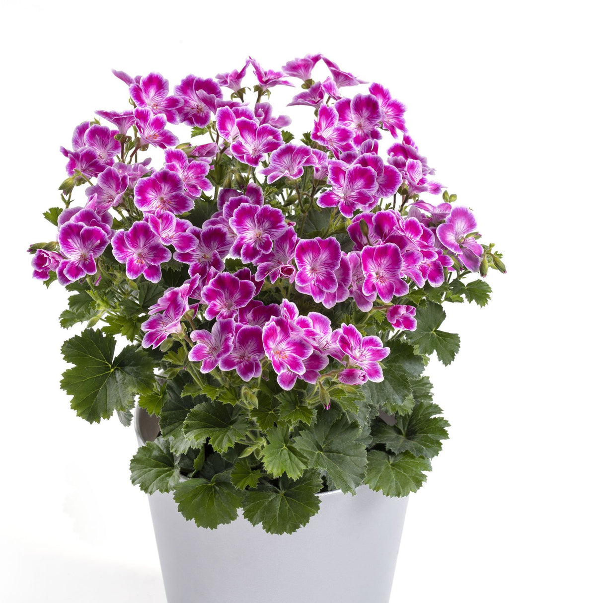 Muscata Angeleyes Pink