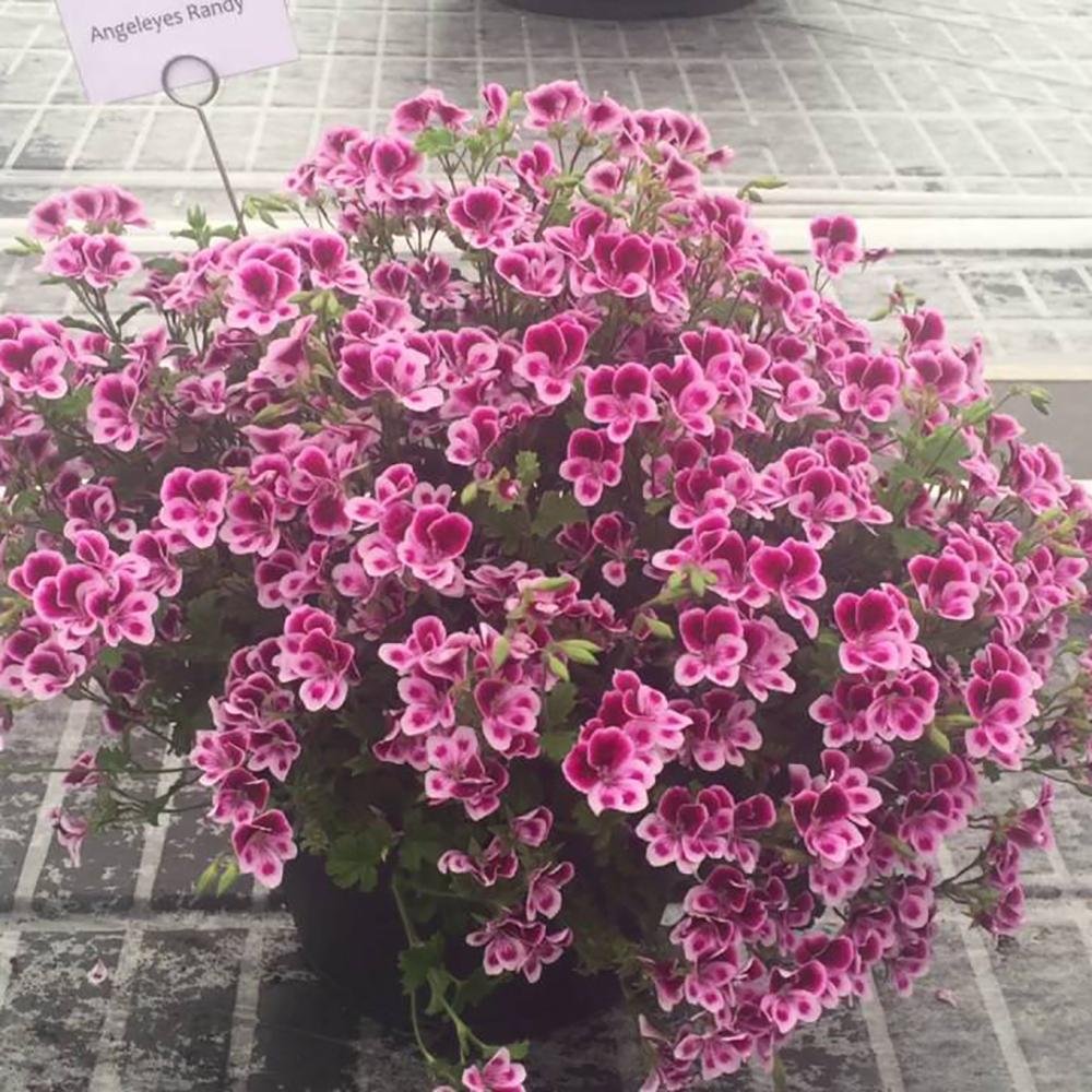 Muscata Angeleyes Randy