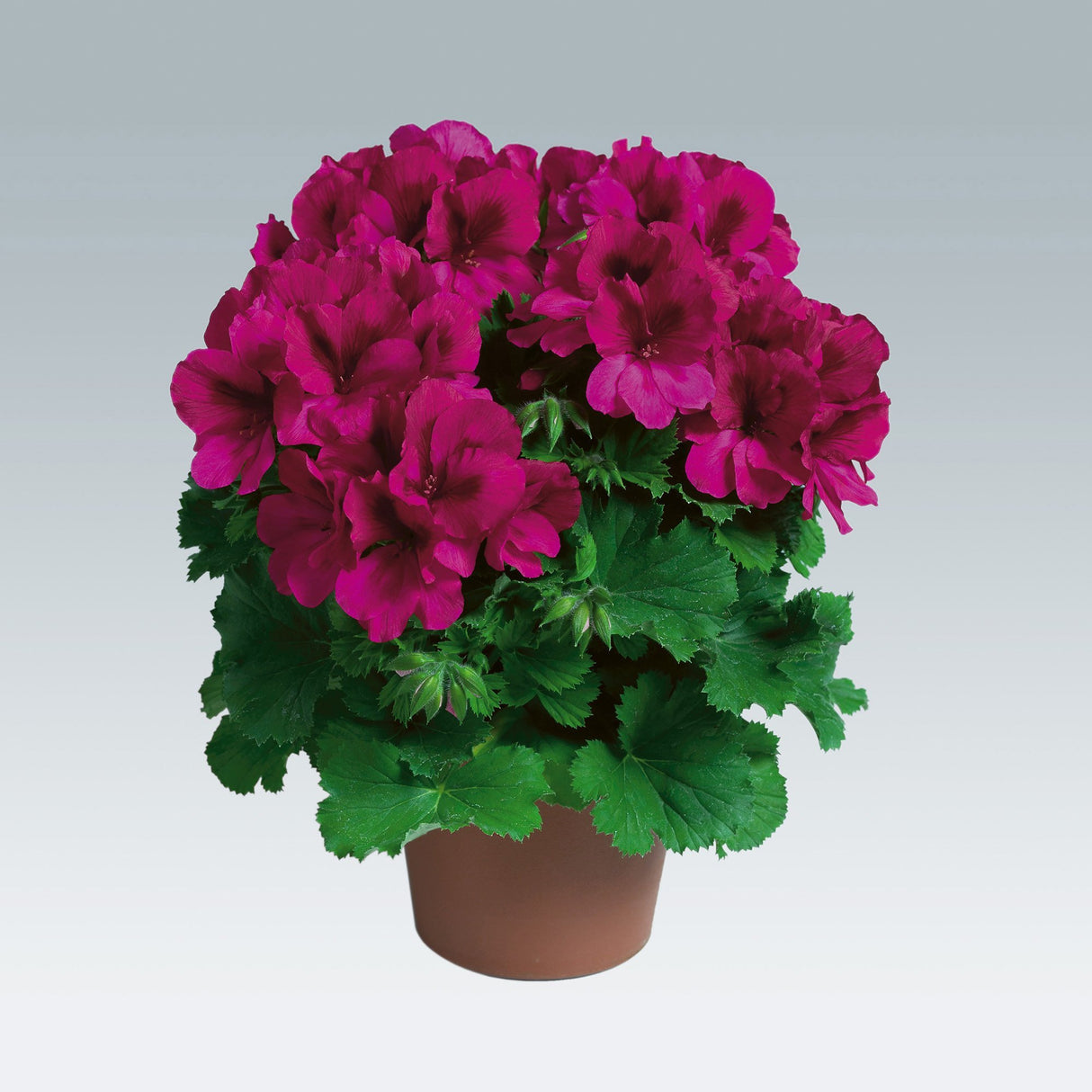 Muscata Aristo Burgundy