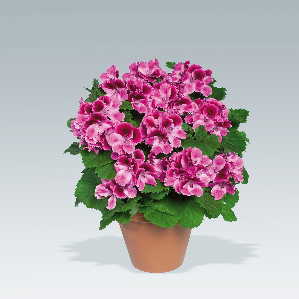 Muscata Aristo Candy