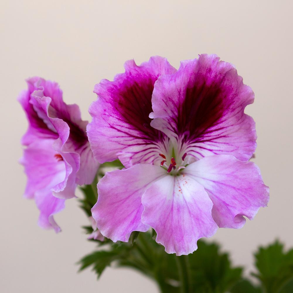 Muscata Aristo Orchid