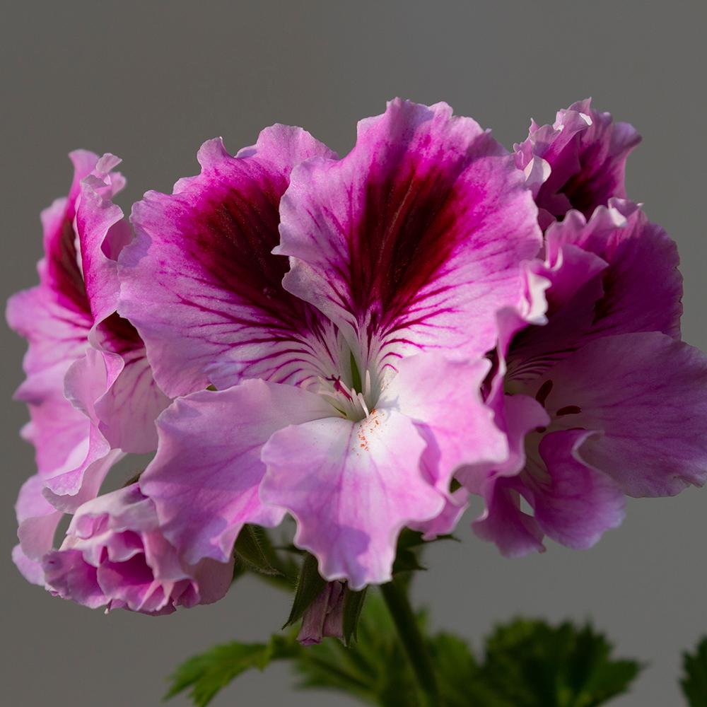 Muscata Aristo Orchid