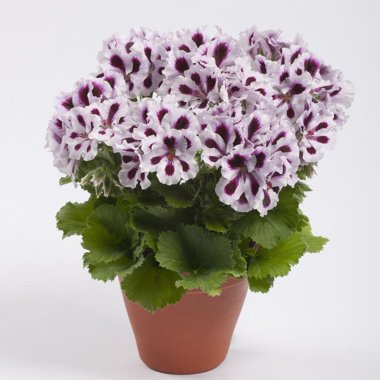 Muscata Aristo Purple Stripes