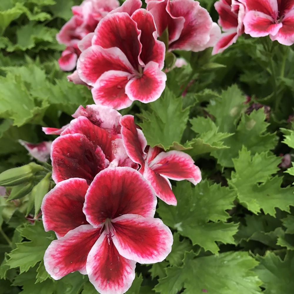 Muscata Aristo Strawberry Cream