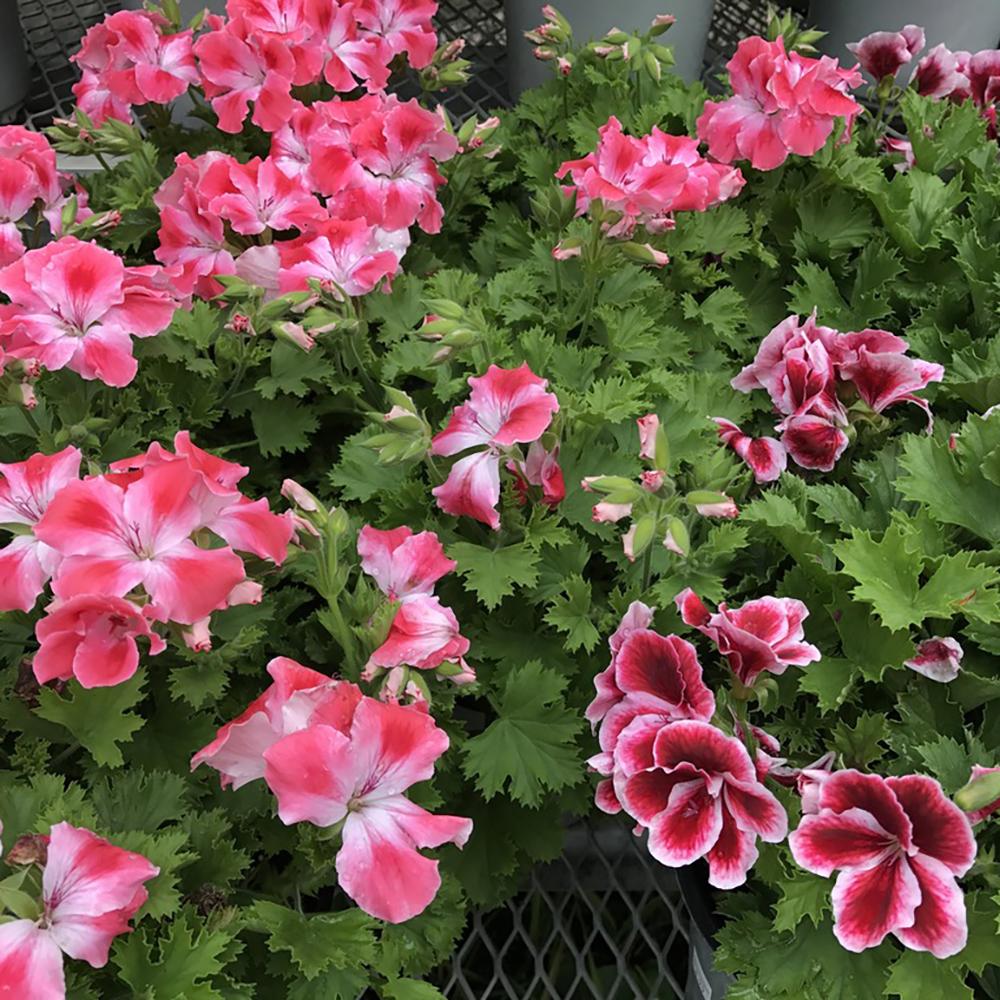 Muscata Aristo Strawberry Cream