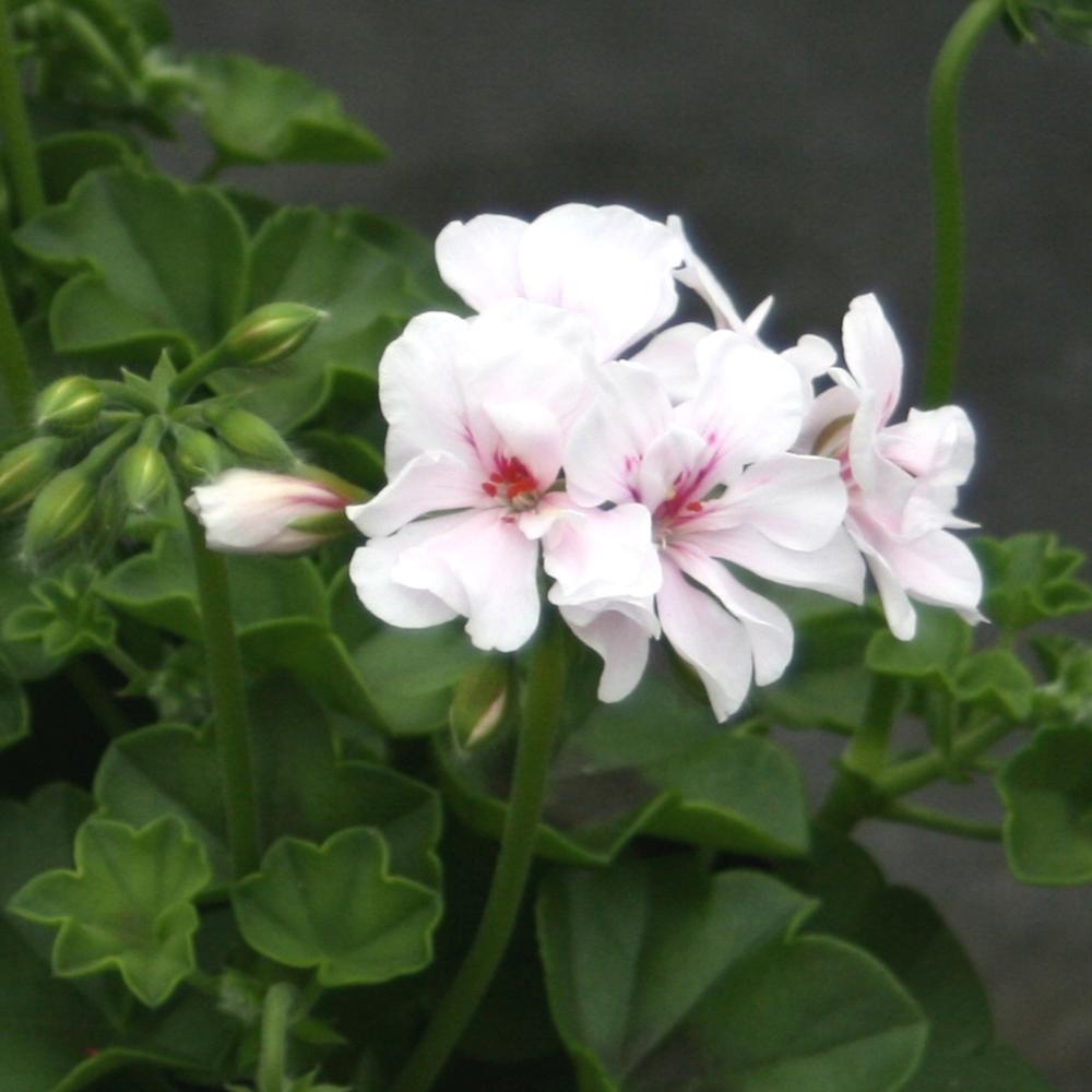 Muscata Curgatoare Blanche Roche