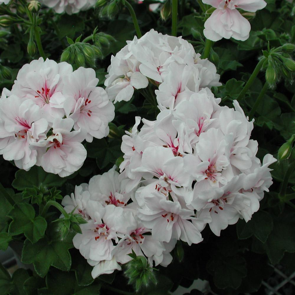 Muscata Curgatoare Blanche Roche