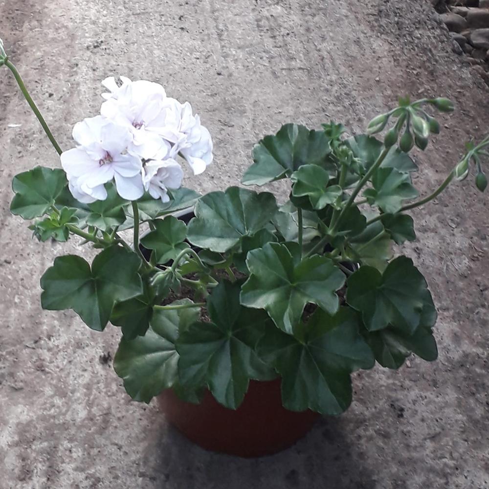 Muscata Curgatoare Blanche Roche