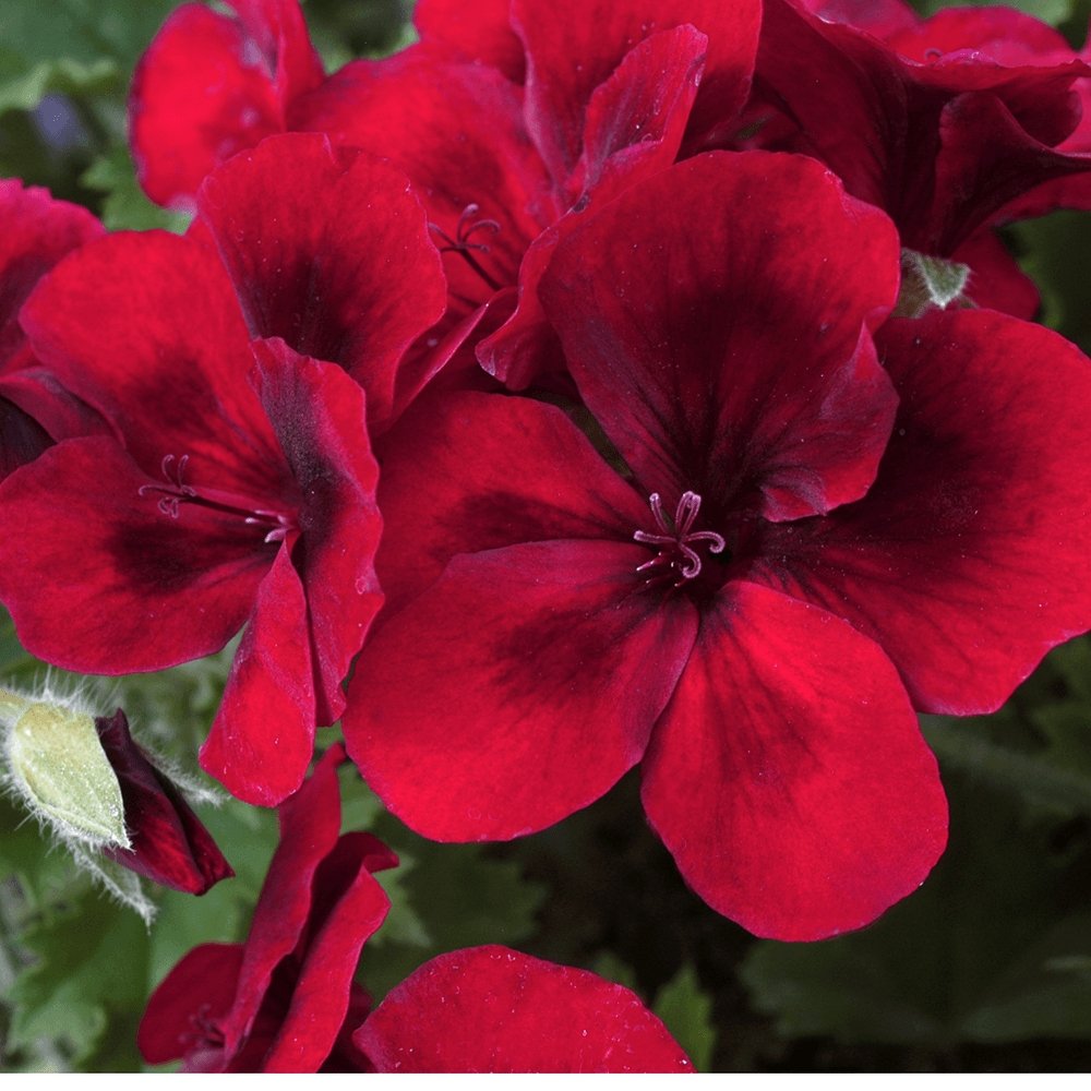 Muscata Candy Flowers Dark Red