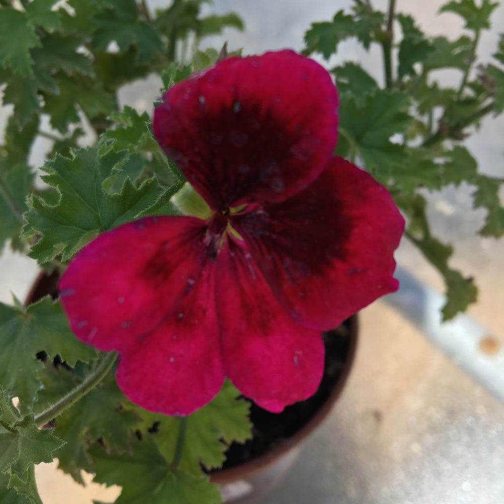 Muscata Candy Flowers Dark Red