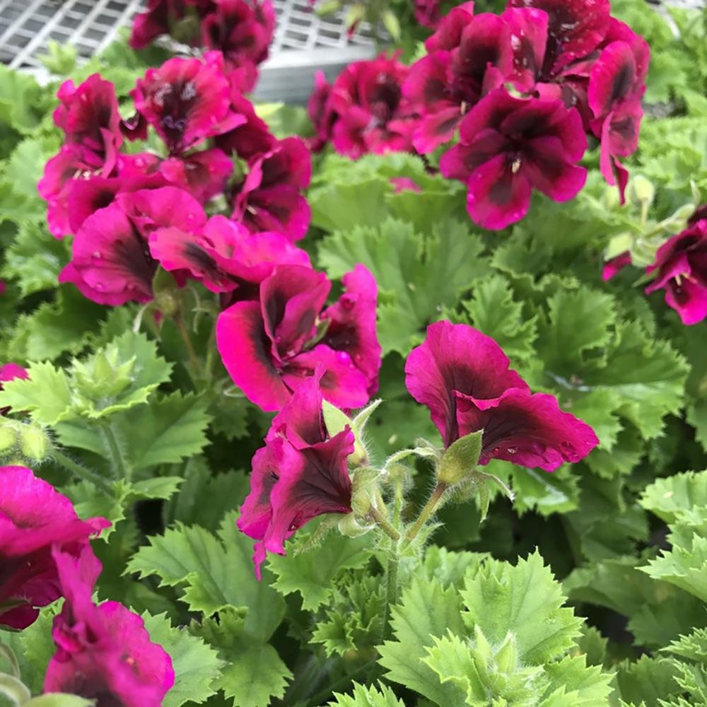 Muscata Candy Flowers Violet