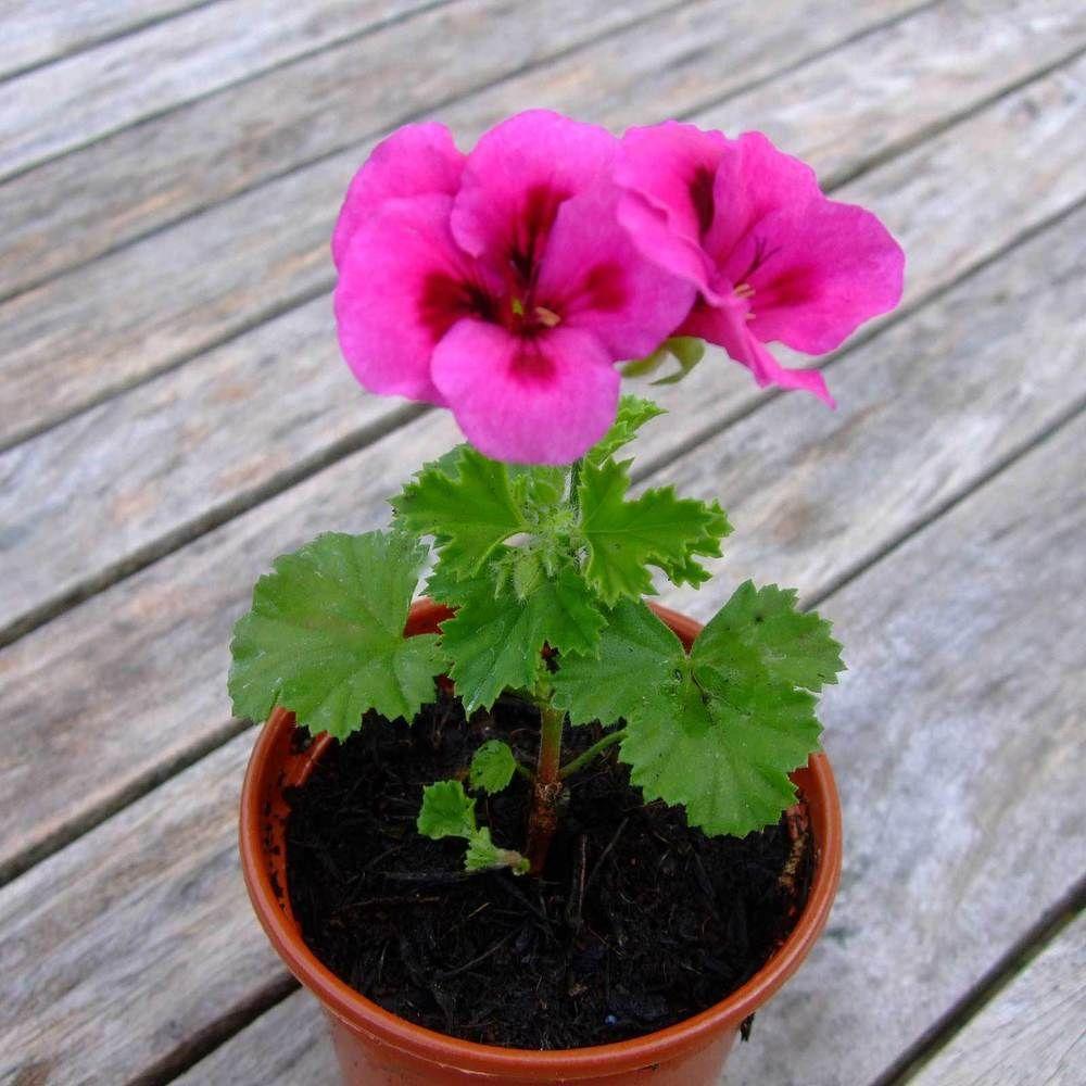 Muscata Candy Flowers Violet