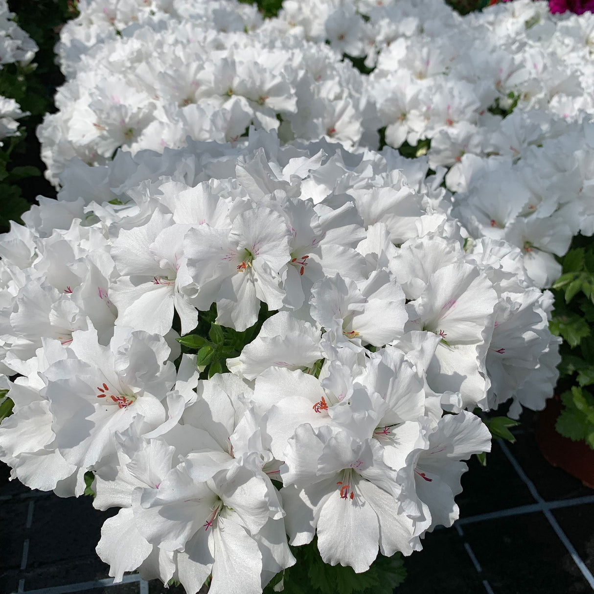 Muscata Candy Flowers White