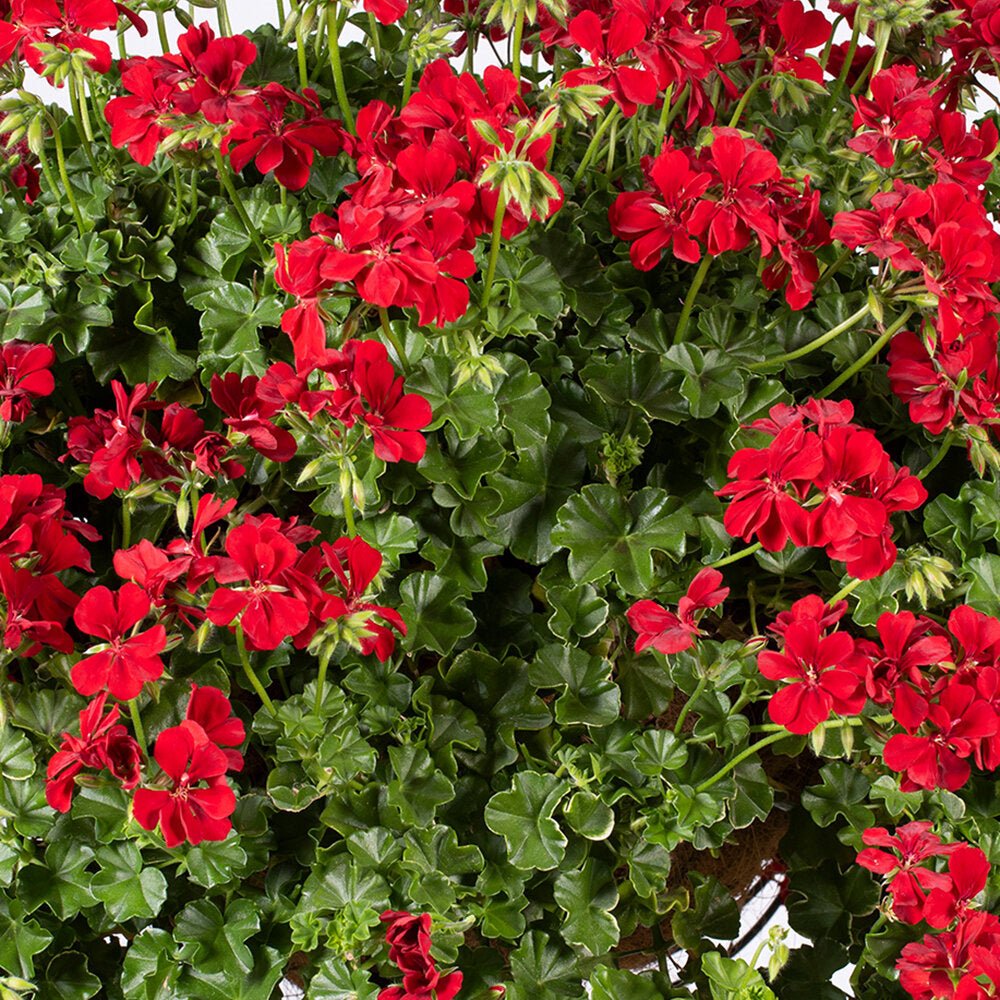 Muscata Curgatoare Becky