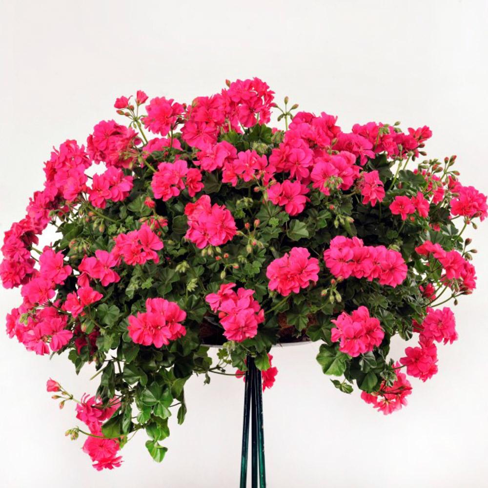 Muscata Curgatoare Rocky