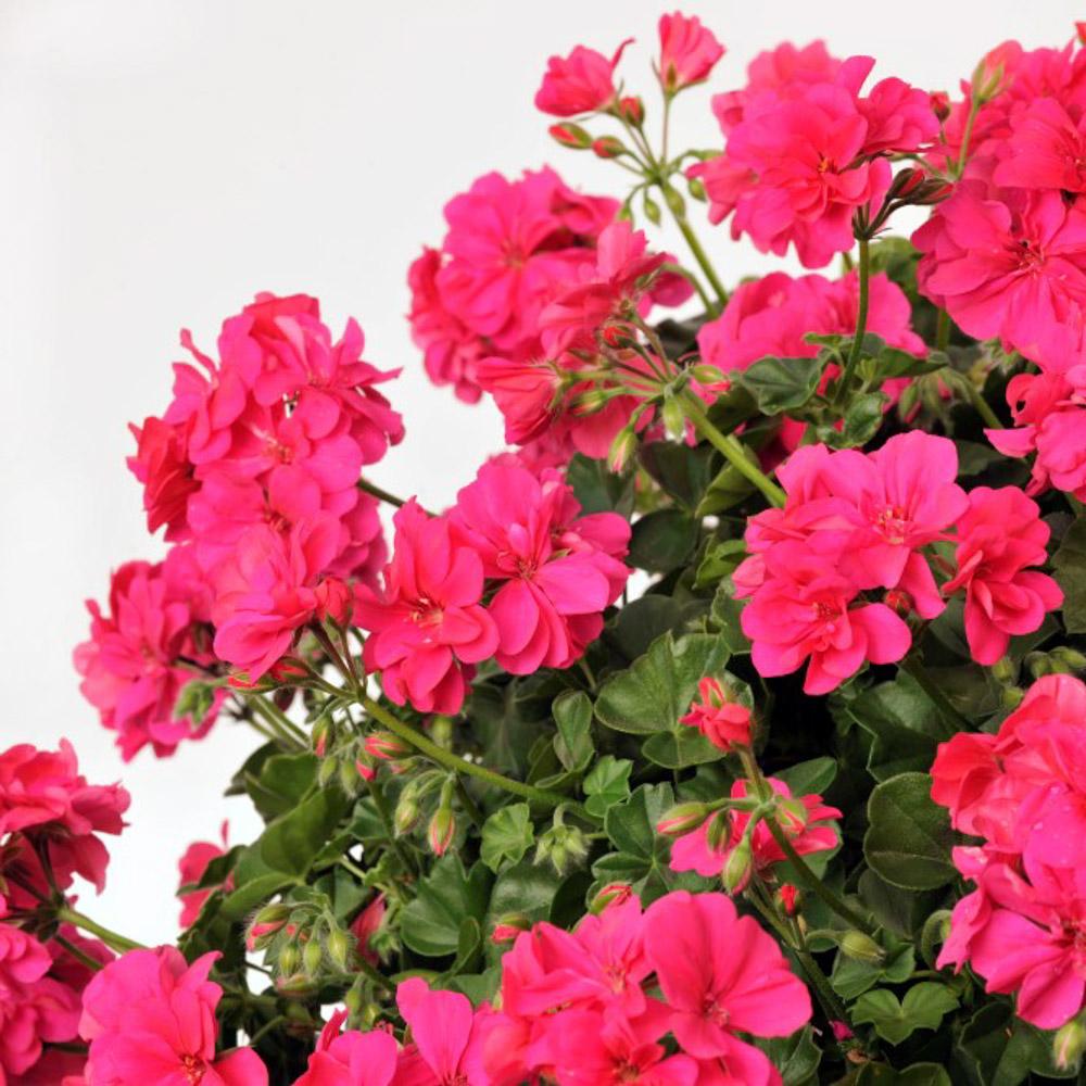 Muscata Curgatoare Rocky