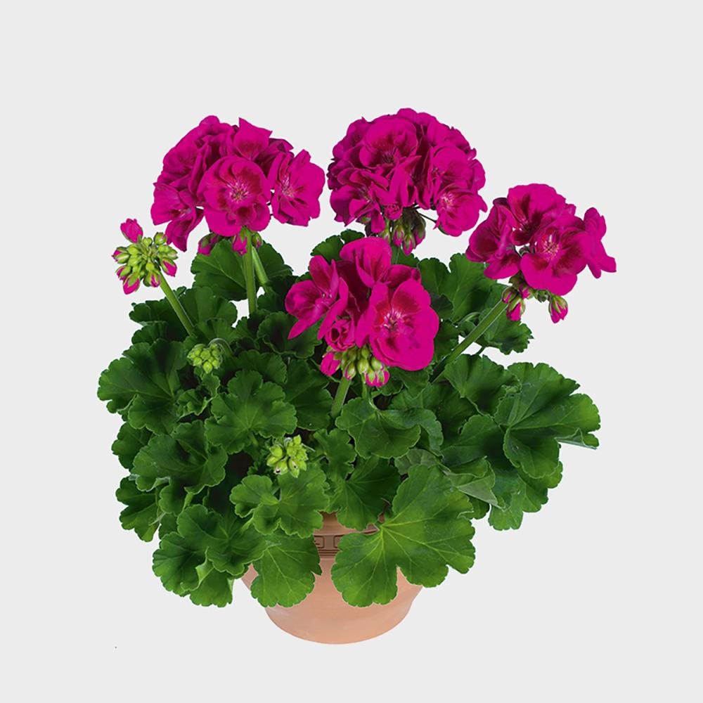 Muscata Flower Fairy Berry