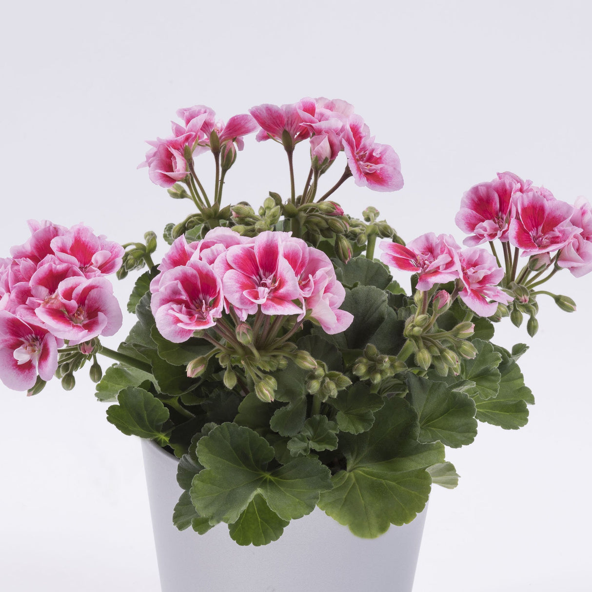 Muscata Flower Fairy Pink