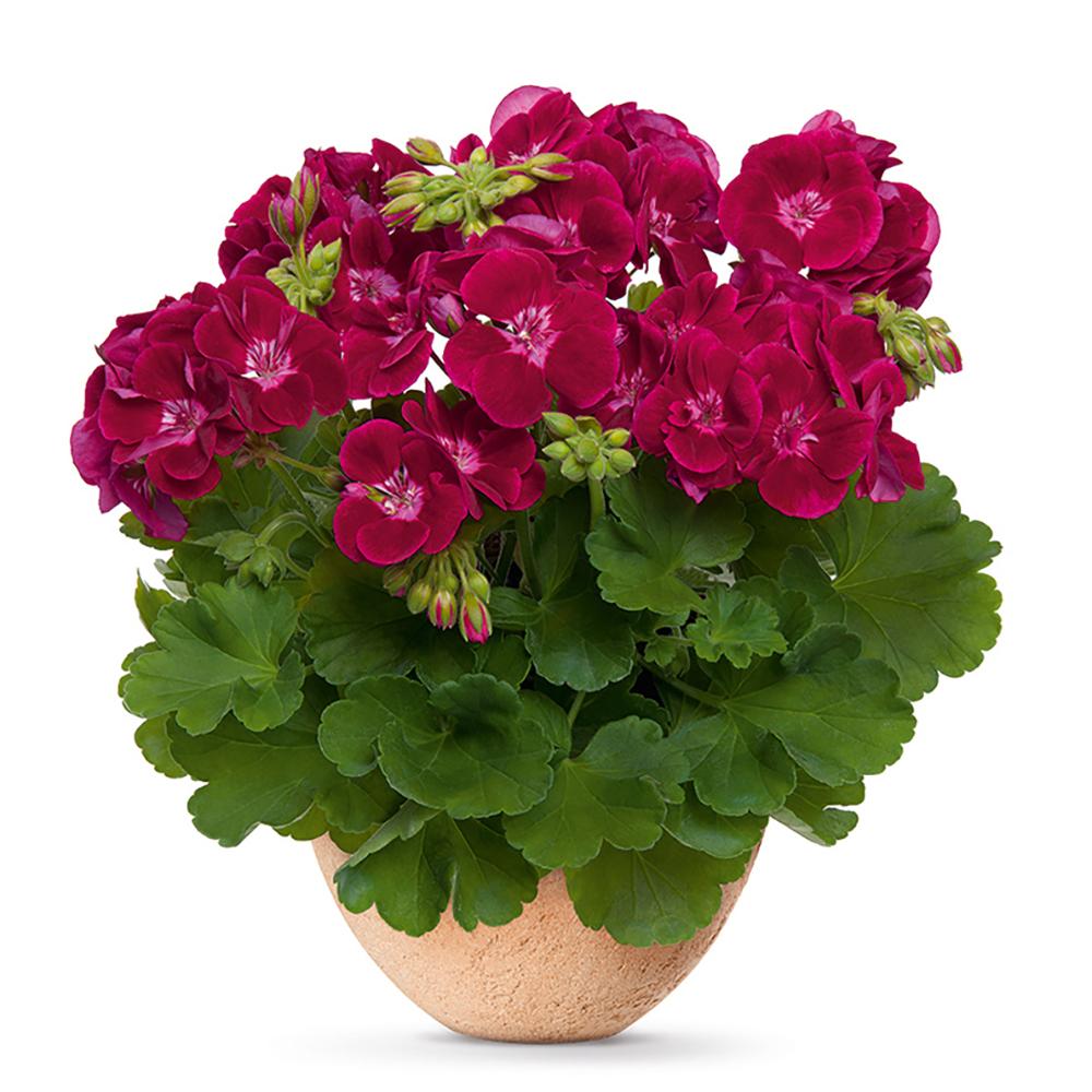 Muscata Flower Fairy Velvet