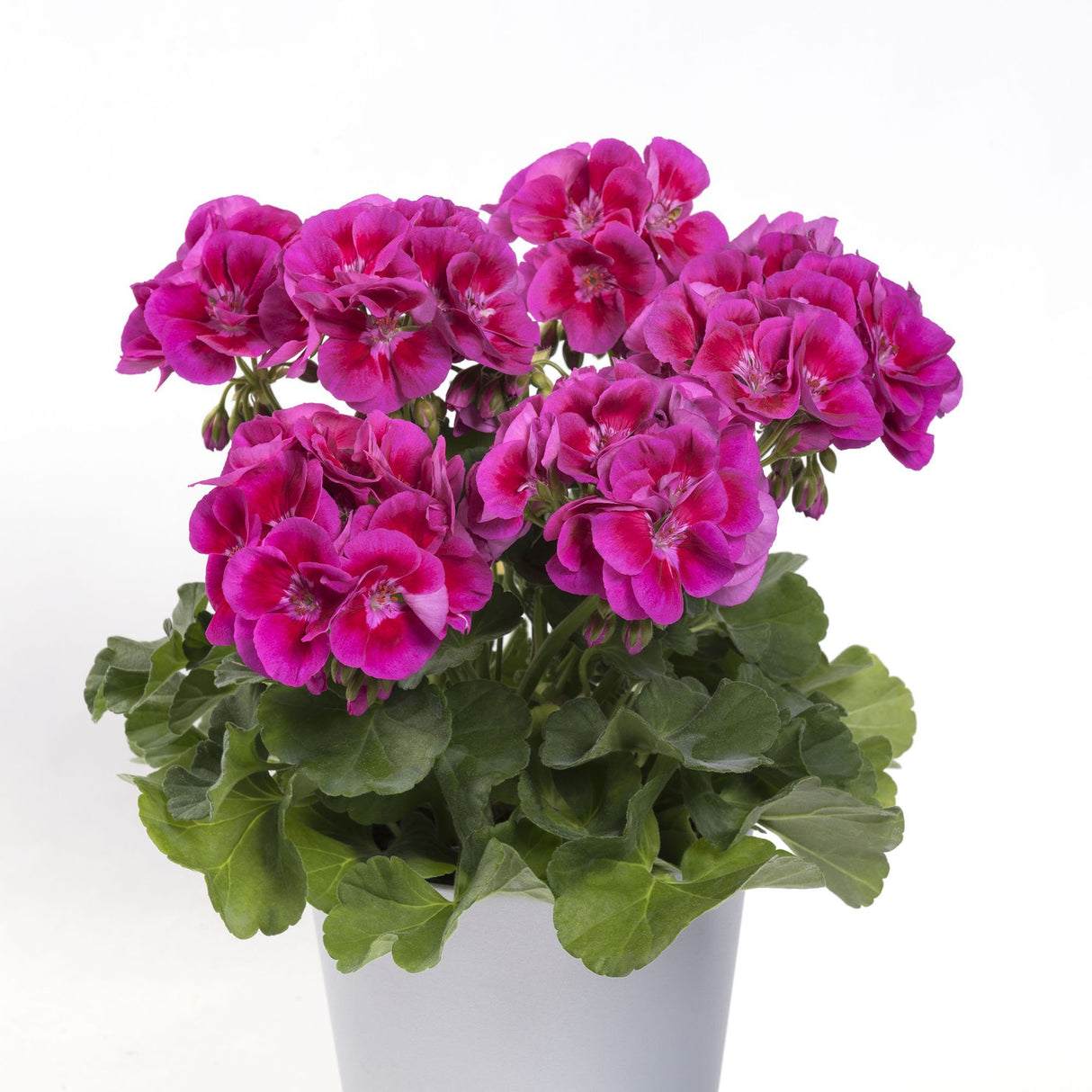 Muscata Flower Fairy Violet 21