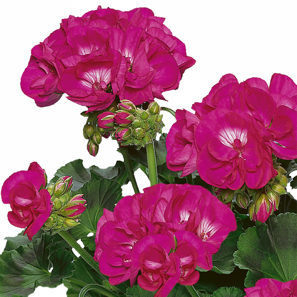 Muscata Shocking Violet