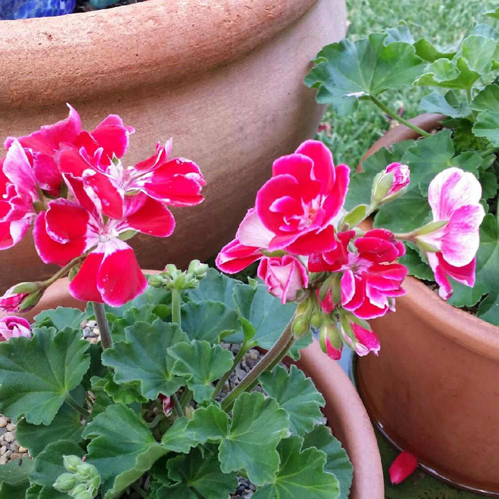 Muscata Spanish Wine Burgundy