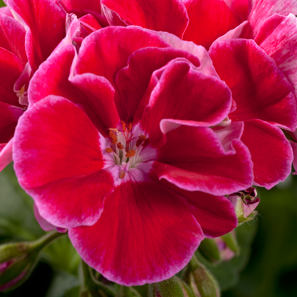 Muscata Spanish Wine Burgundy