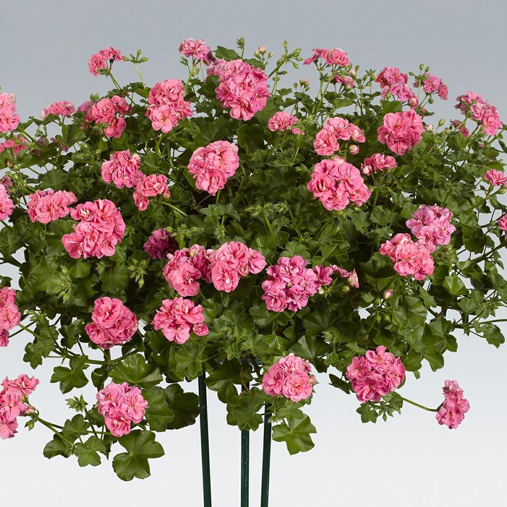 Muscata Curgatoare Pink Sibyl