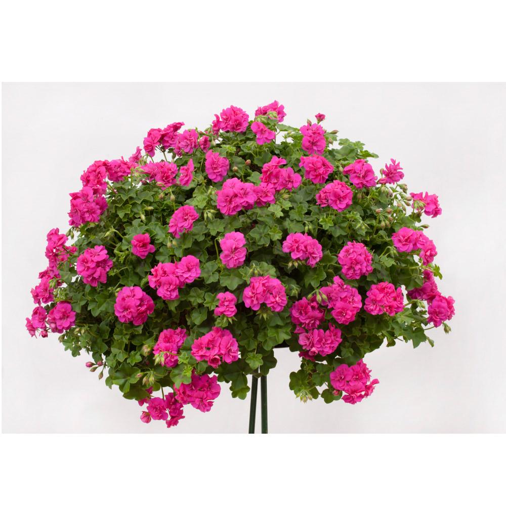 Muscata Curgatoare Vicky