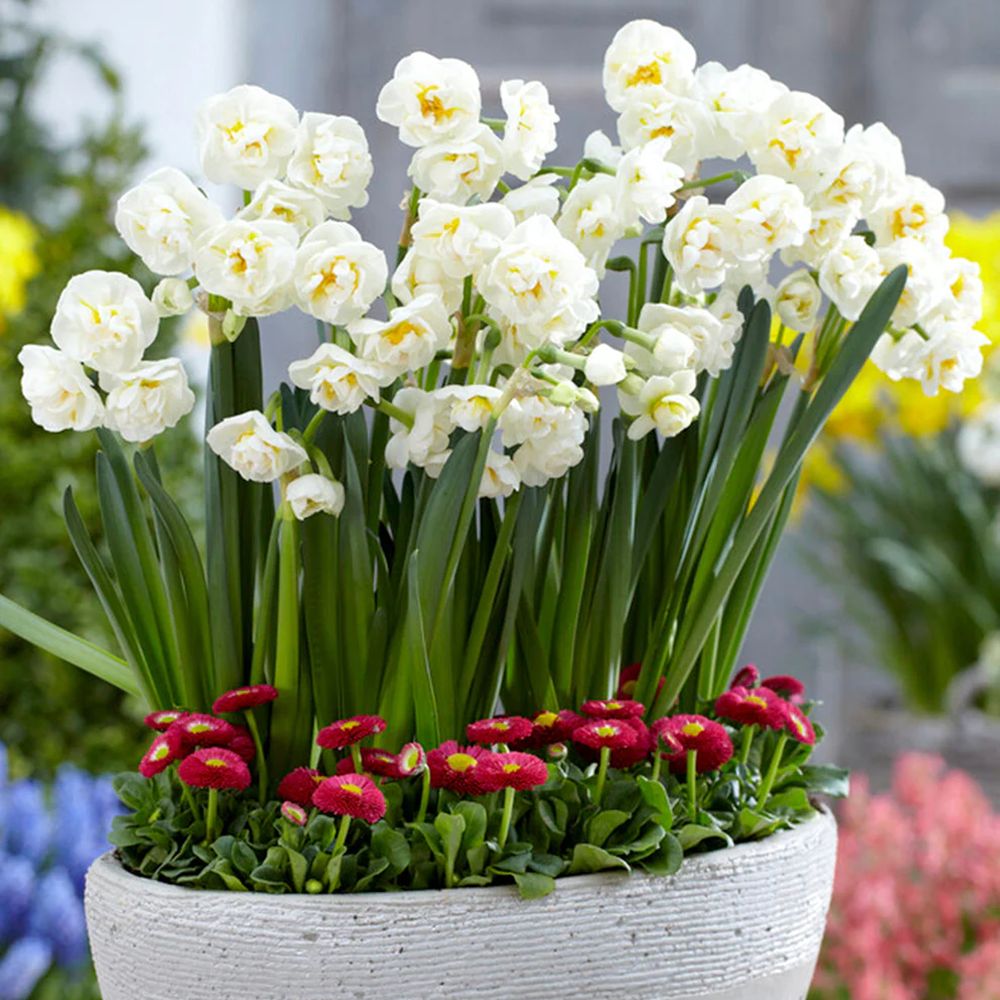 Narcisa Alba Bridal Crown - 3 bulbi per ghiveci