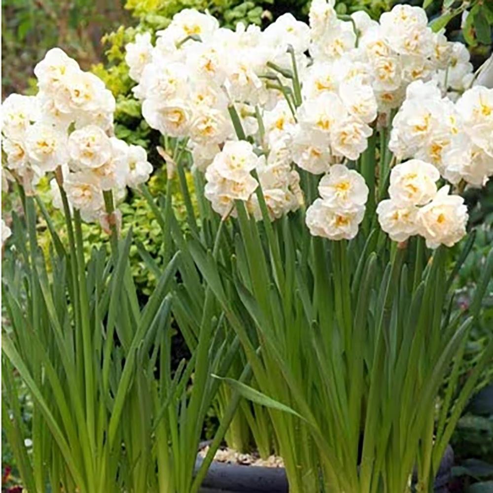 Narcisa Alba Bridal Crown - 3 bulbi per ghiveci