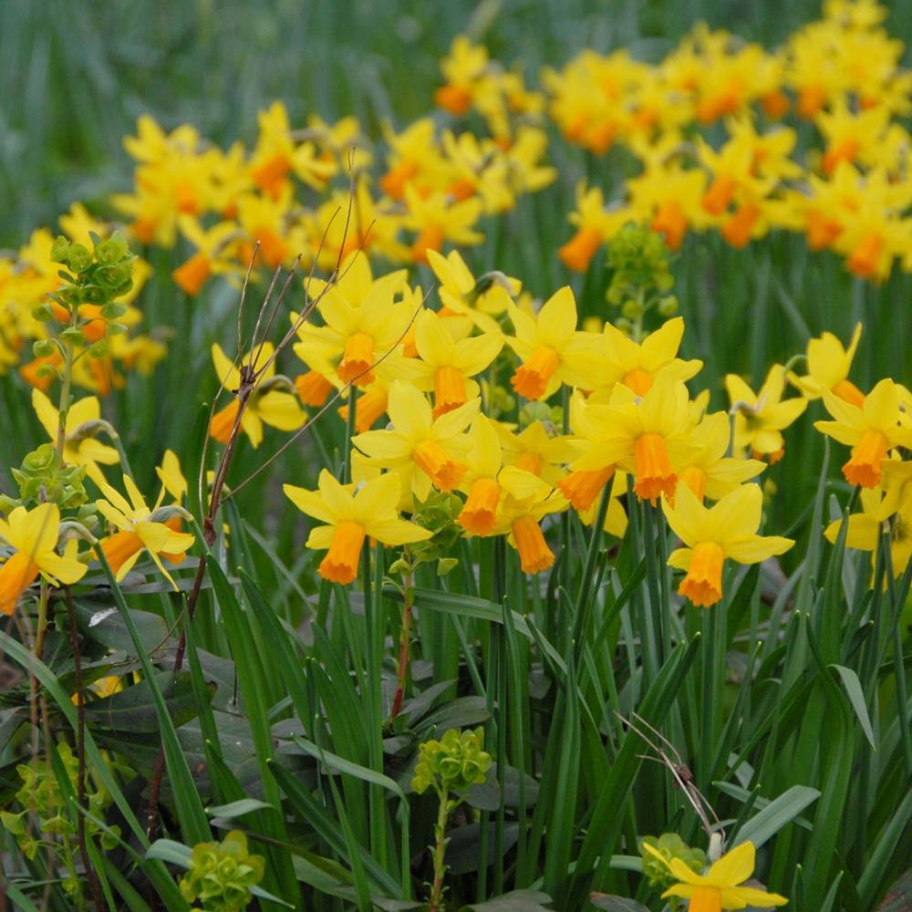 Narcisa Galbena Jetfire - 3 bulbi per ghiveci