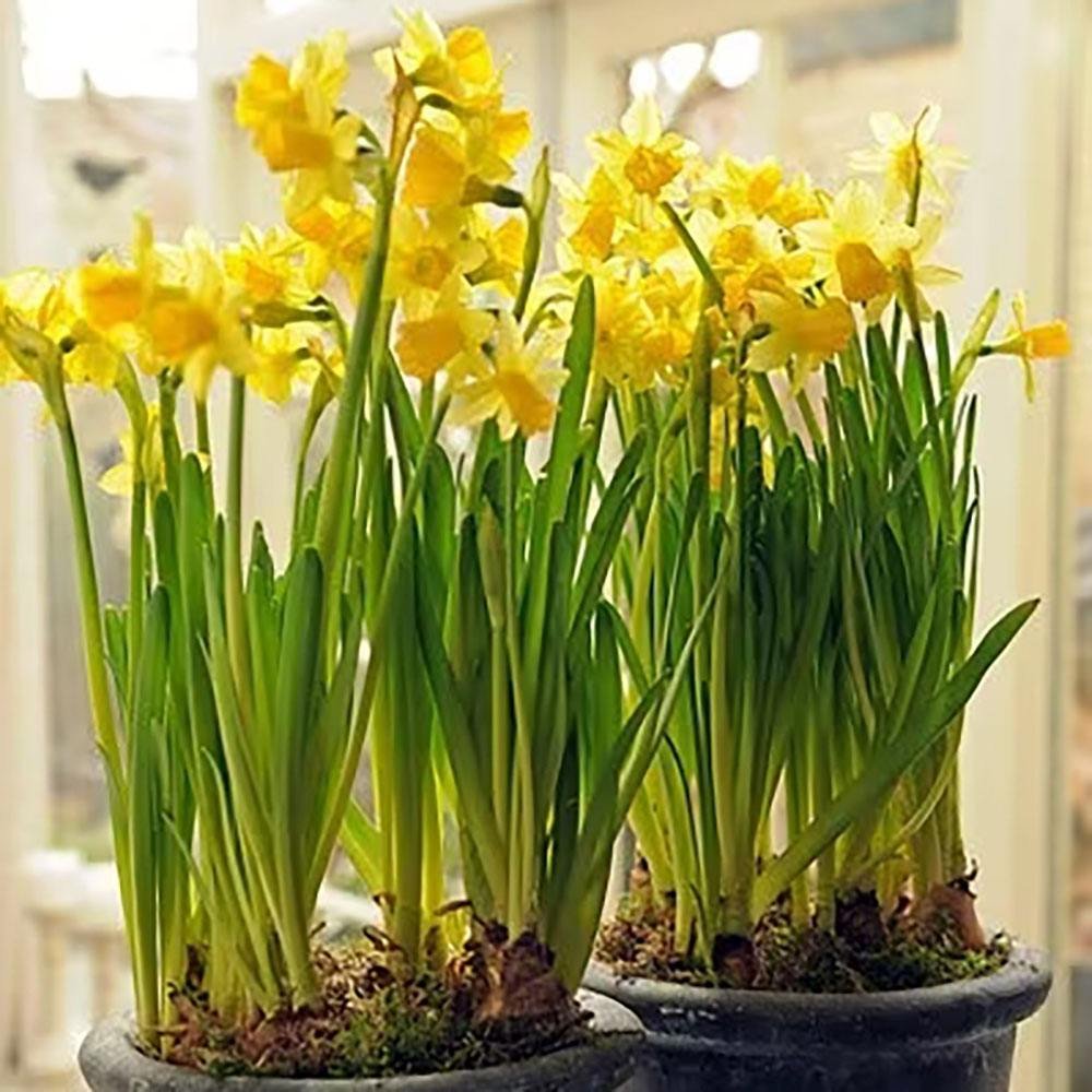 Narcisa Galbena Jetfire - 3 bulbi per ghiveci