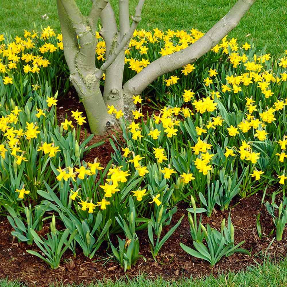 Narcisa Galbena Jetfire - 3 bulbi per ghiveci