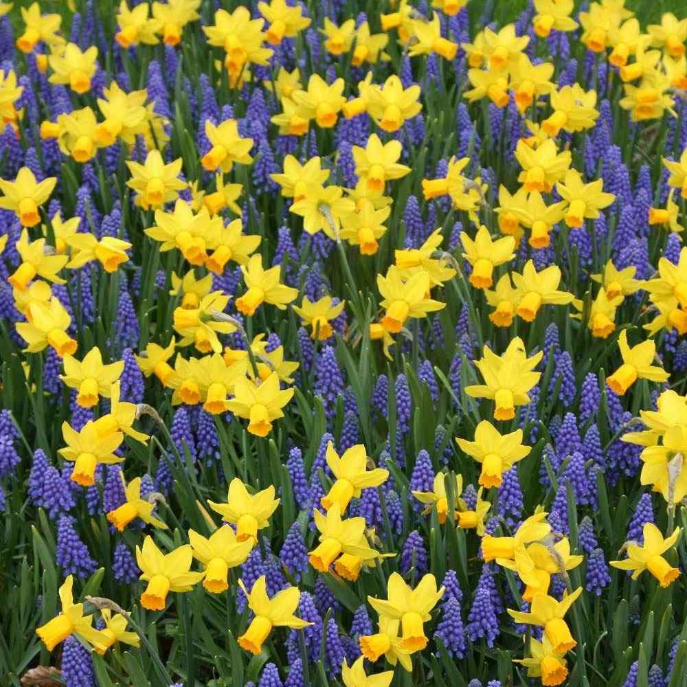 Narcisa Galbena Jetfire - 3 bulbi per ghiveci