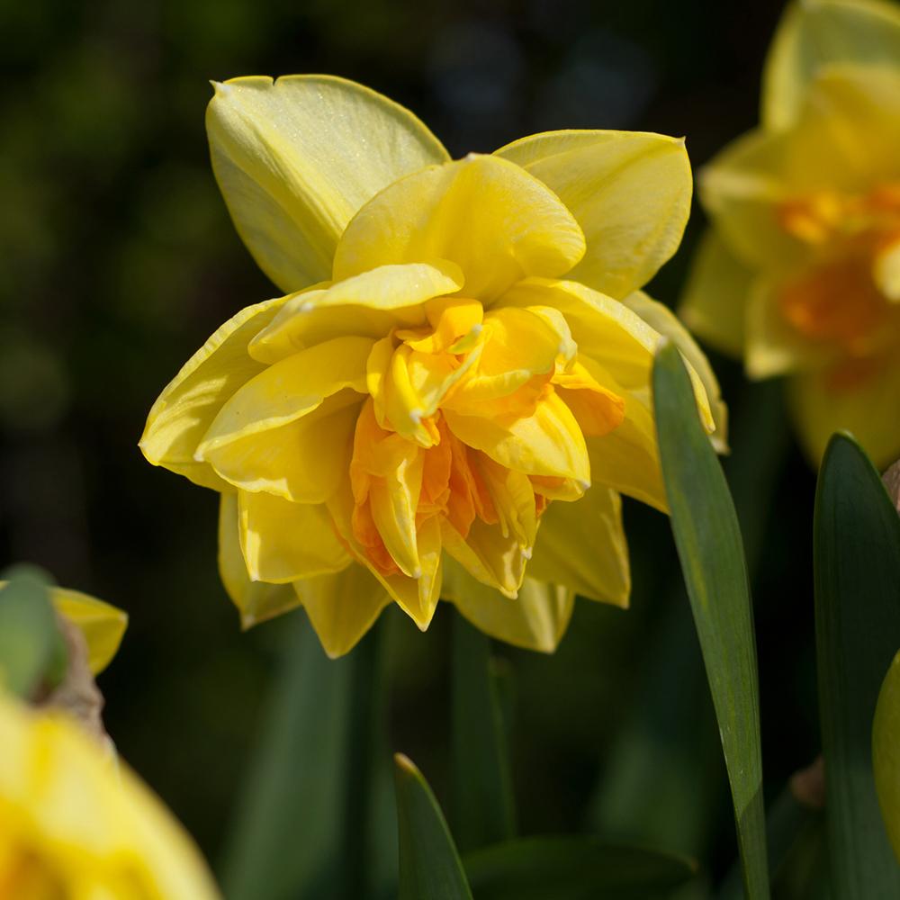 Bulbi Narcise Apotheose (5 Bucati/Pachet)