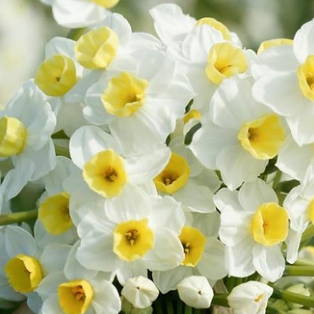 Bulbi Narcise Avalanche (5 Bucati/Pachet)