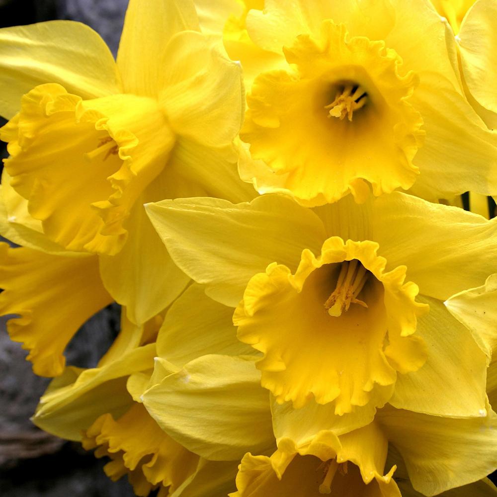 Bulbi Narcise Barenwyn (5 Bucati/Pachet)