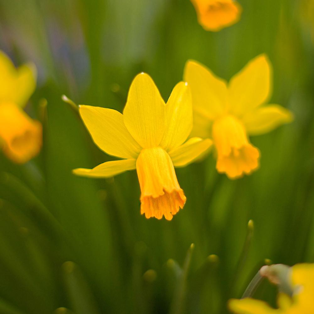 Bulbi Narcise California (5 Bucati/Pachet)