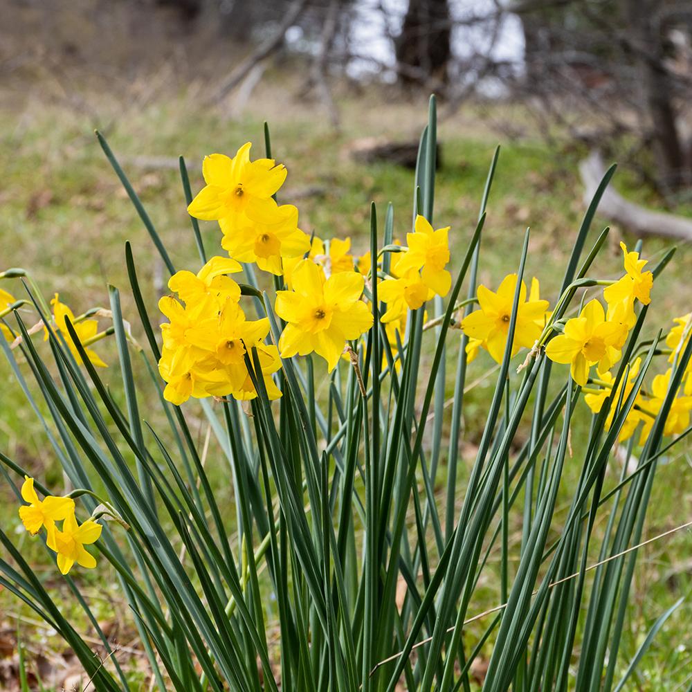 Bulbi Narcise California (5 Bucati/Pachet)