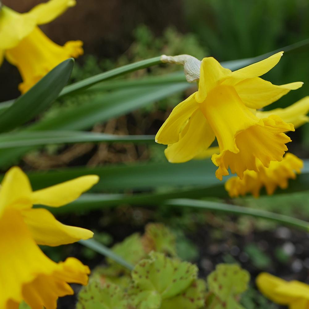 Bulbi Narcise California (5 Bucati/Pachet)